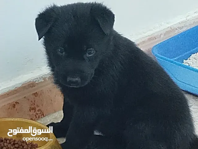 جروه بلاك رويال