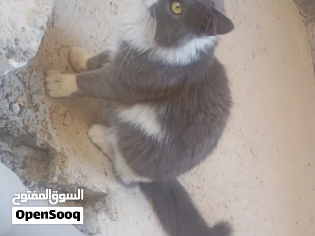 قط شيرازي مون فيس لون رمادي مع ابيض في منطقة اربد كفريوبا...........................................