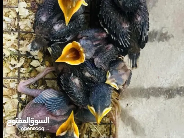 الرياض العزيزيه