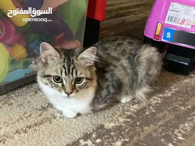 Persian Cat for Adoption - Urgent