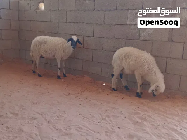 نعجة والده خروف