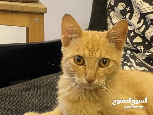 قط برتقالي للتبني