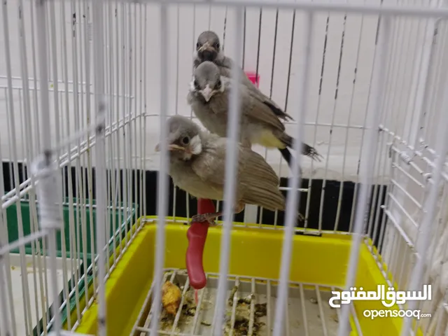 السلام عليكم ورحمة بلابل مال موسم اليفيات حلوات نظيفات الله شاهد صحه زينه بلابل للبيع سعر الواحد 40