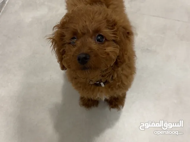 A female dog Luna Vaccinated for sale Fnaitaise