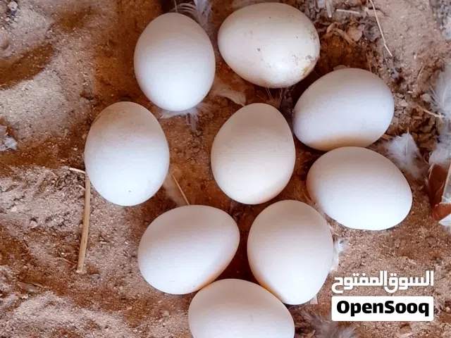 كوبية وان دوت بركاني للبيع