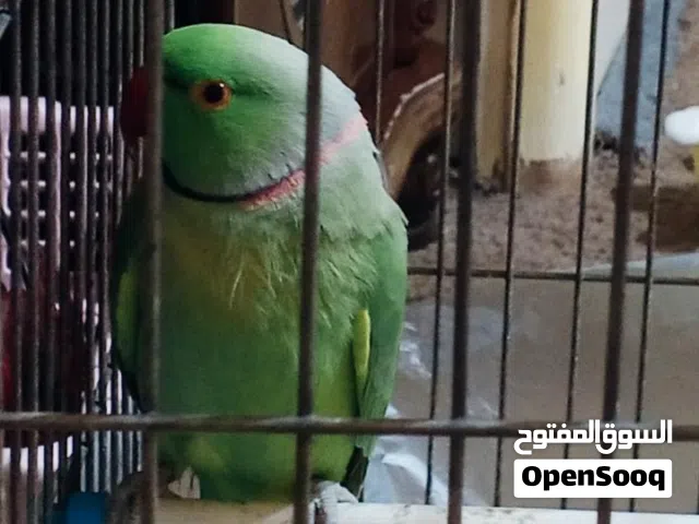 عصفور درة قرأ الوصف رجاء تواصل على السوق المفتوح