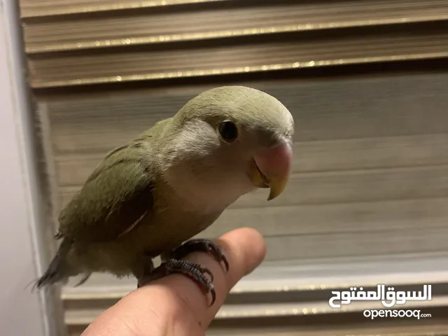 طير روز زيتي أليف ميه بالميه بيجي عليك من بعيد مع قفص جديد غير قابل للبدل نهائي
