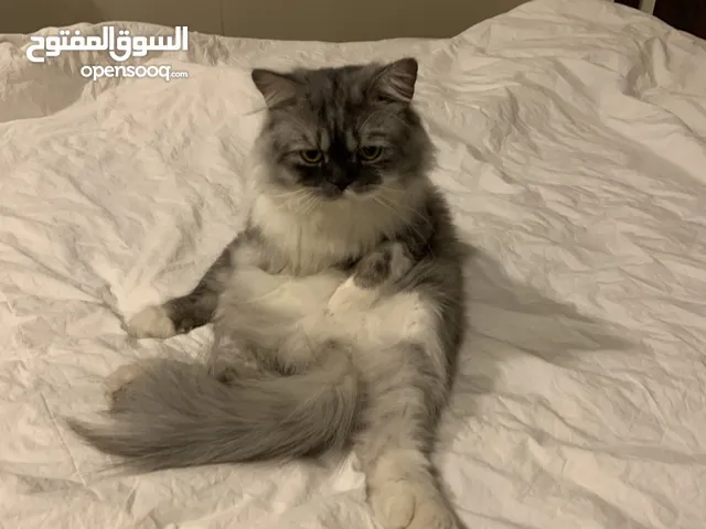 شيرازي قط مفقود في مدينة حمد ظهر مخيط محلوق اثر عملية حديثة ذكر عمرة سنتين ومخصي في حال العثور تواص
