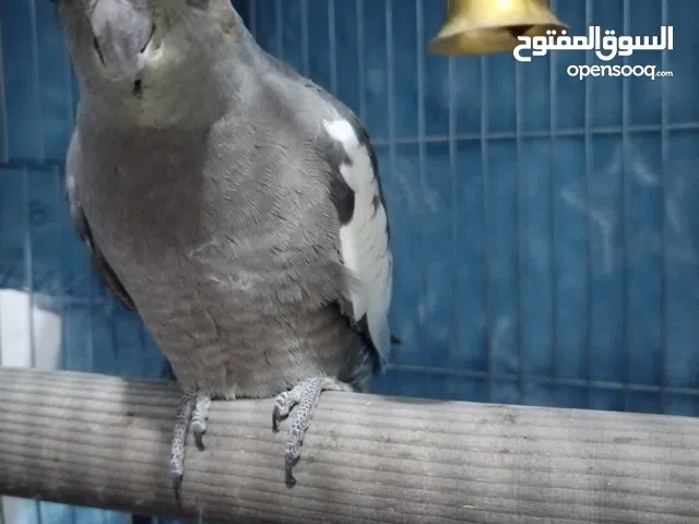 ببغاء كوكتيل الكروان ذكر