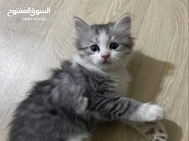 قط شيرازي بعمر شهرين ونص