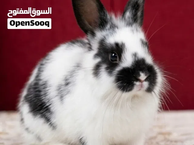 ارانب زينه انجورا في حلوان