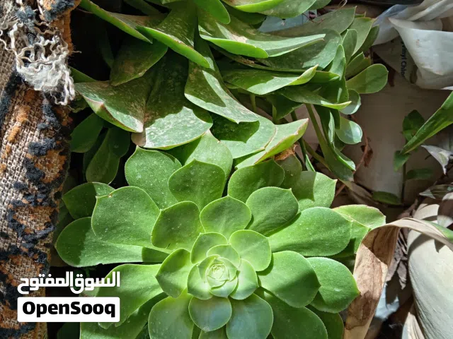 زريعه زينه للبيع