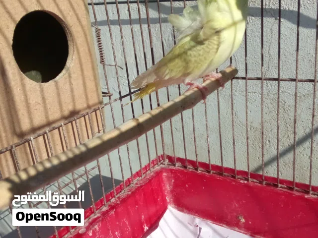 جوز حب هوقو رومو