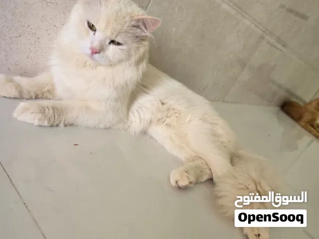 قط شيرازي ابيض أليف مناسب للاطفال