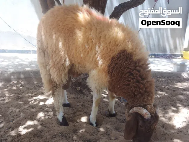 خروف انقط بعمر حوالي السبعة شهور تقريبا والله اعلم