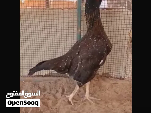 ديك و دياي بيور للبيع