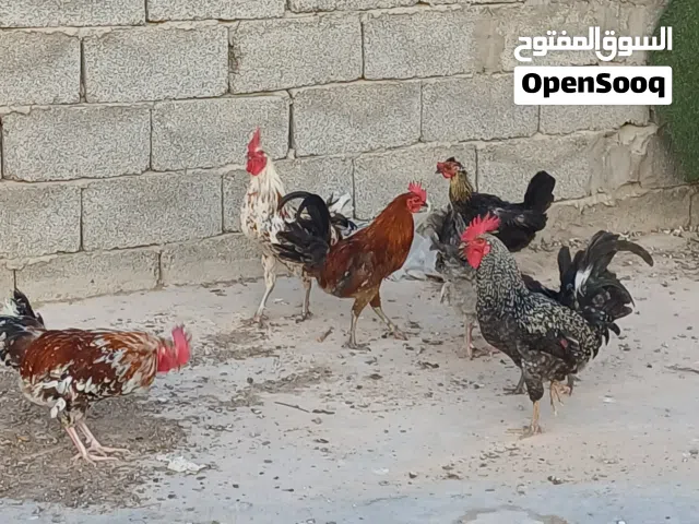 للتبديل 2جاجات 5 فراريج تبديل بي عصافير