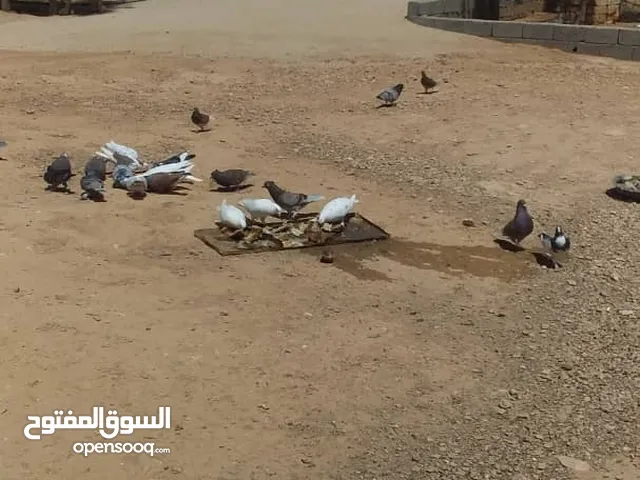 حمام للبيع