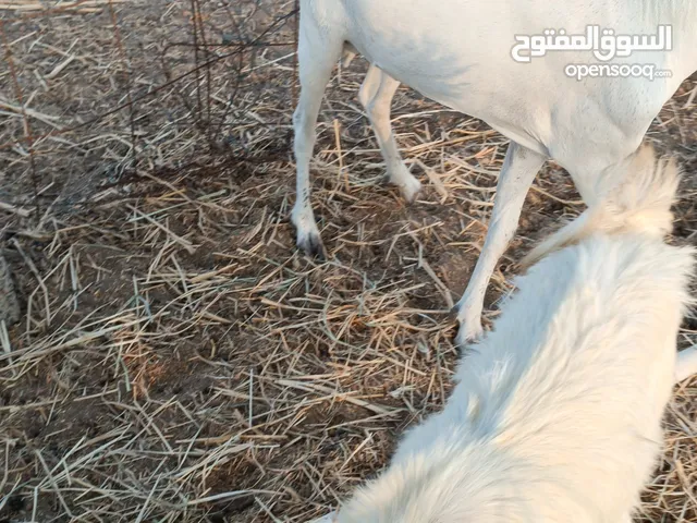 تيس صومالي مطعوم للبيع