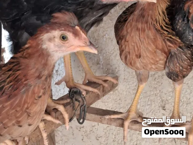 دجاج كويتي اصلي  عدد 9