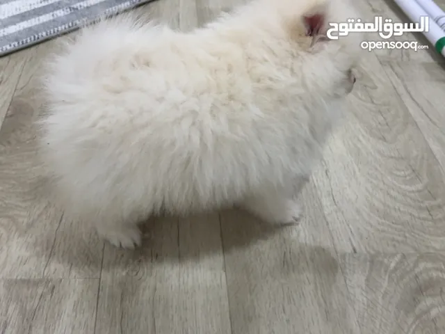 بومرينيان 3000 درهم