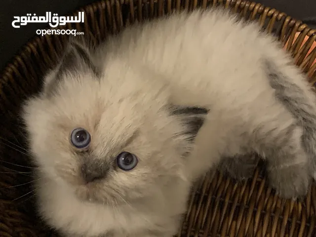 - : قط هملايا ذكر – عمره 45 يومًا Male Himalayan Kitten – 45 Days Old
