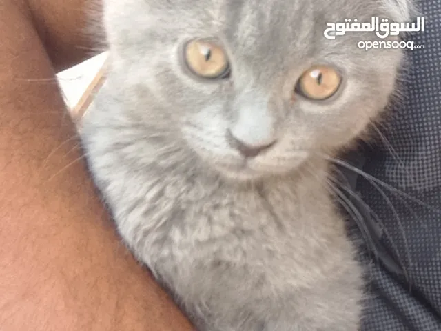 سكوتش فولد