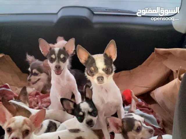 كلاب شيواو