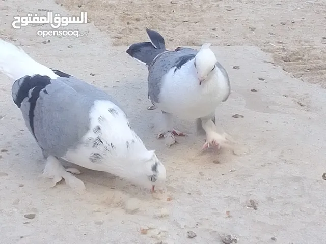 حمام الزينة العنبر والكروازي والغرابي