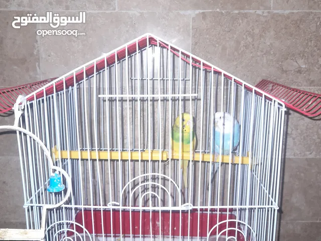 قفص عصافير