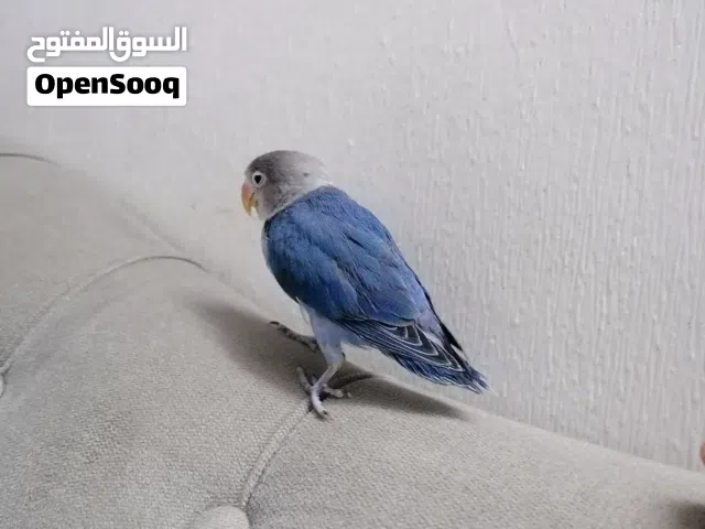 فيشر أزرق أليف جدا