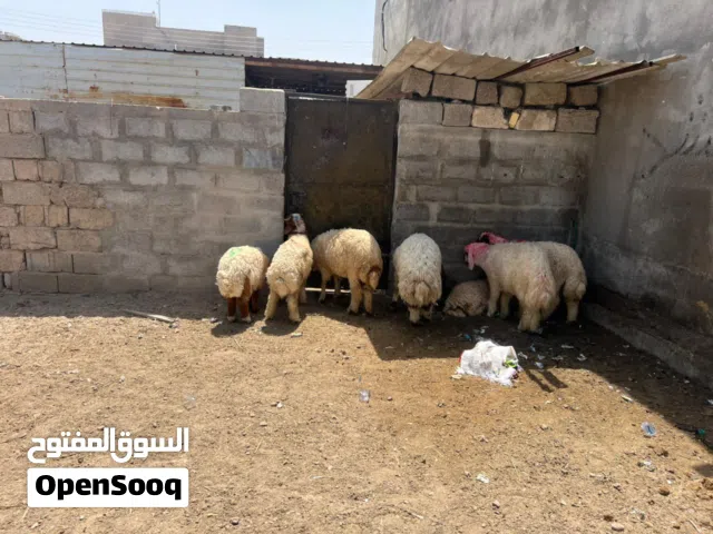 طليان للبيع