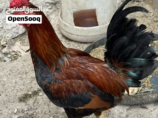 دجاجه ديج للبيع