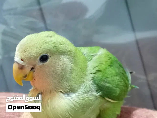 للبيع روز اليف شوف الوصف