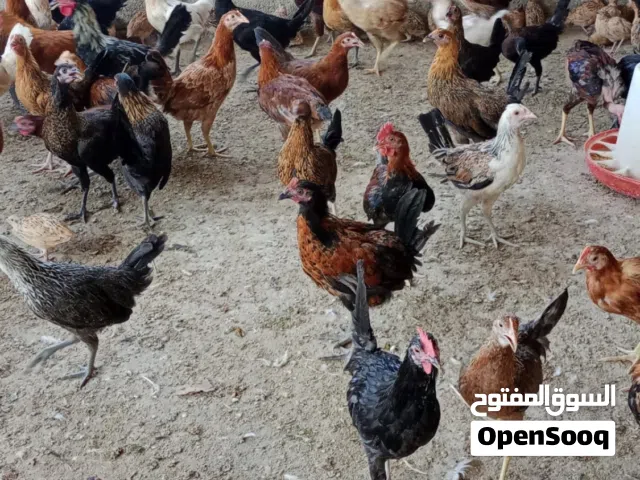 دجاج محلي (عماني)