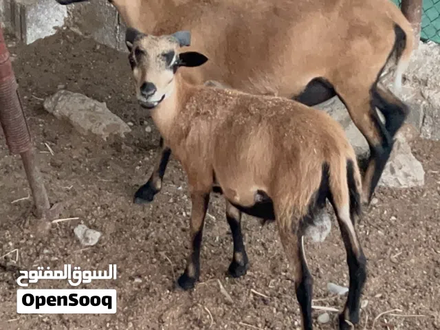كبش وعل الكاميروني للبيع