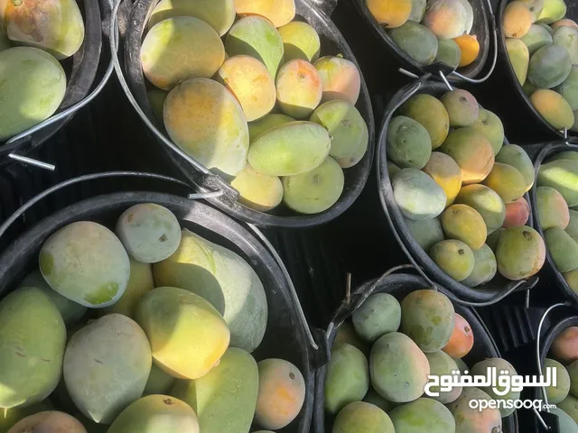 مانجو طازج بجودة ممتازة سكري عسل
