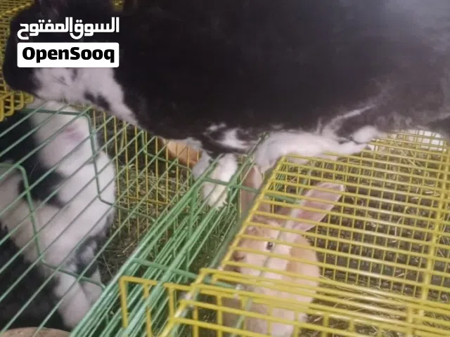 ذكر ركس شغال