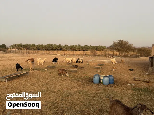 يوجود جدايه 2صوماليات مال 20كيلو وشي تيس فحل حامودي مال حبل الاخضر