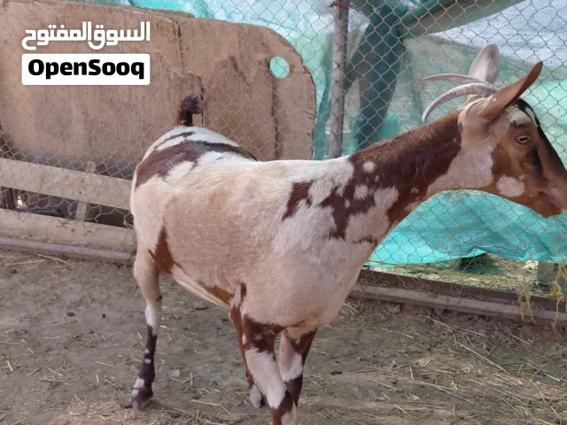 أغنام صلاليات وتيوس للبيع  ألوان فاخره وانام مداني قريب يولدان  للبيع