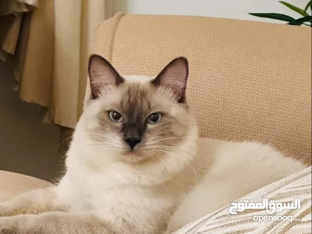 قط سيامي ذكر