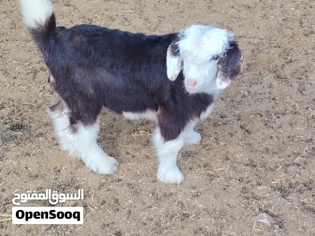 اغنام من الحلال الرحبي