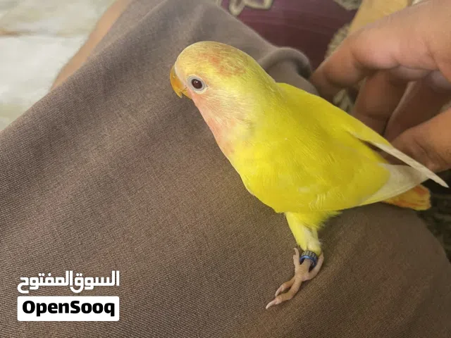 زوج غندوره عيون حمر أليفات طينه العمر شهرين ونص تبزيري محلقات بأسمي
