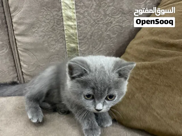 برتش بيور شهرين لعوبه