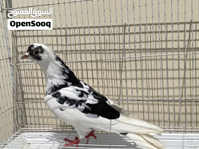 للبيع ذكر  لوت ابرق مستوى طيب