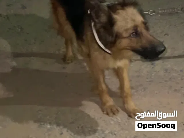كستم للبيع نتاية