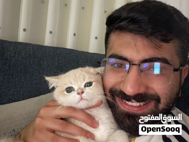 سكوتش ستريت cy عالمي جدا وعمره 3 اشهر وذكر متواجد في عمان