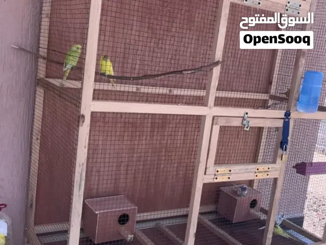 9 طروف بقلينو كزيوني