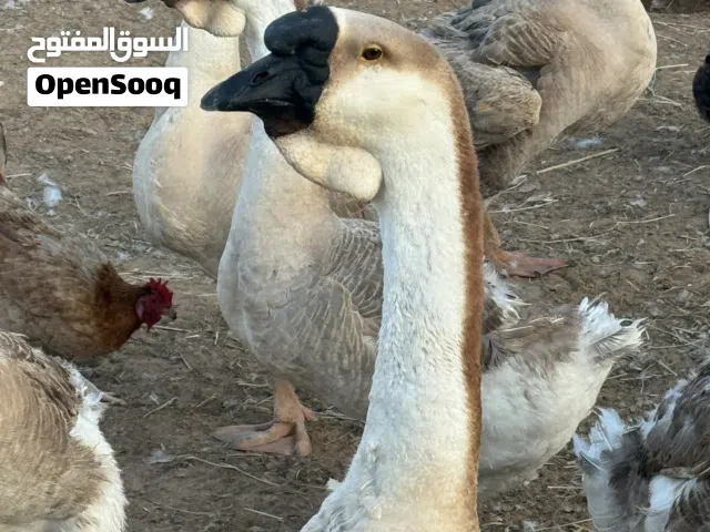 النوع: إوز رأس الأسد