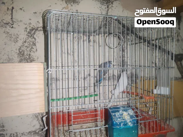 جوز طيور حب